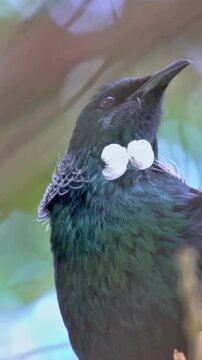 Close up of a Tui bird calling with its beak open in a natural forest environment