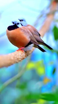 Bearded tit bird perched on branch in natural outdoor setting with shallow depth of field