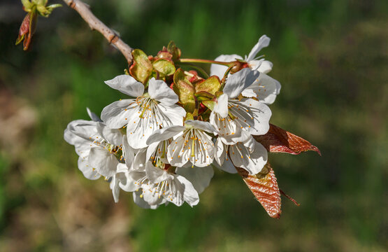 Blooming white cherry tree flowers
