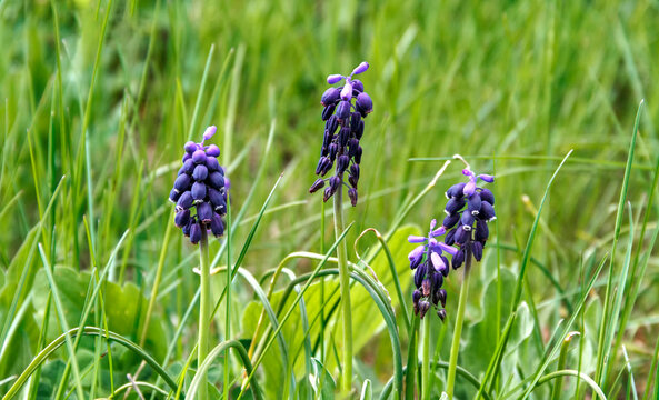 Blue Grape Hyacinth Flowers