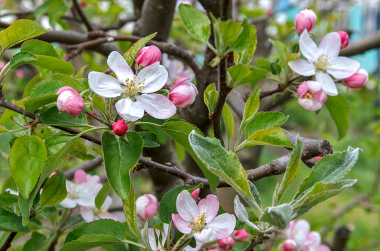 Blooming apple tree branch