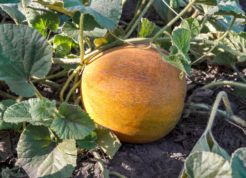 Golden Ripe Melon