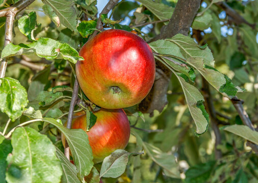 Ripe red apples
