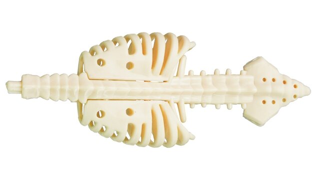 Human spine skeleton isolated against a white background. Miniature human spine. Human skeleton: breast chest. Isolated on white. Medically accurate 