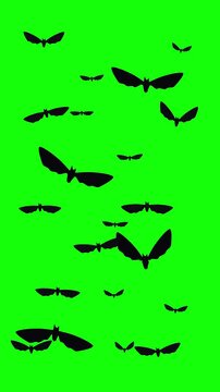 Black bats flying silhouette loop animation on green screen chroma key footage.