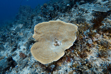 Table coral on a tropical reef underwater © JongHyeon