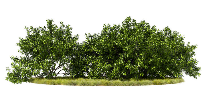 Green shrubs on grass transparent background 3d rendering png
