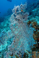 Vertical sea fan coral on a blue tropical reef © JongHyeon