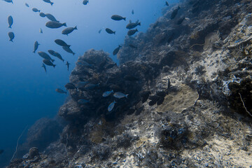 School of tropical fish beside a coral reef wall © JongHyeon