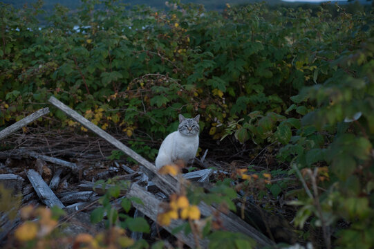 White and gray cat sitting among old wooden debris and dense vegetation outdoors, looking directly at the camera in a natural rural environment.