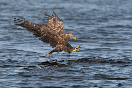 White-tailed eagle (Haliaeetus albicilla) diving low over Szczecin Lagoon, Poland, extending yellow talons to catch fish. Action wildlife stock photo.