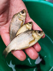Three freshwater fish held in a hand © DENYS