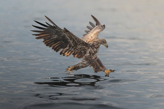White-tailed eagle (Haliaeetus albicilla) swoops low over water with outstretched talons, catching prey at Szczecin Lagoon in Poland. Wild nature and wildlife action shot.