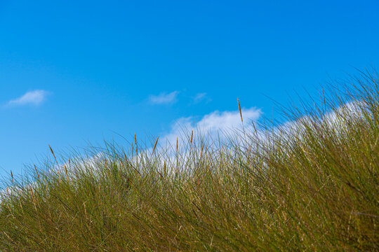 Landschaft mit Sandd&uuml;nen und D&uuml;nengras auf der Insel Hiddensee, Ostsee,  R&uuml;gen, Mecklenburg-Vorpommern, Deutschland