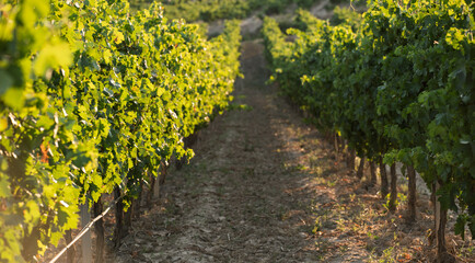 Obraz premium Sunlit path between green vineyard rows