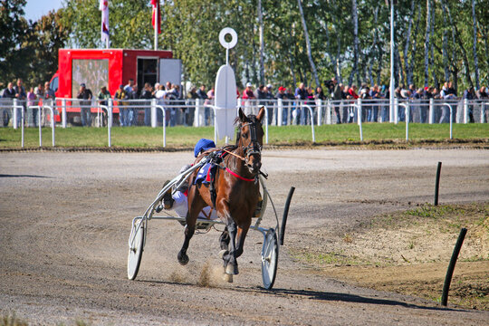 Winning Trotter Horse in Harness Race Crossing Finish Line at Hippodrome