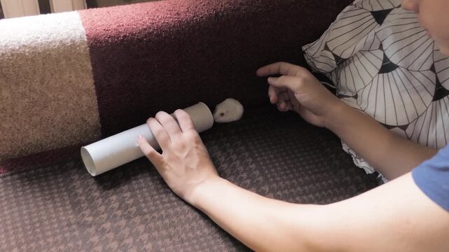 Young boy playing and interacting with his cute white pet hamster on a cozy sofa using a cardboard tube