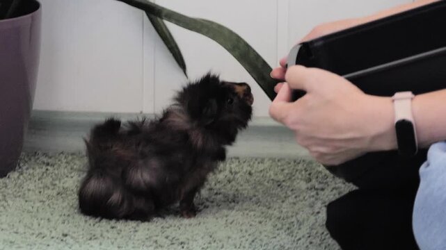 Cute Fluffy Guinea Pig Eating Fresh Vegetables from Owner Hand on Green Carpet