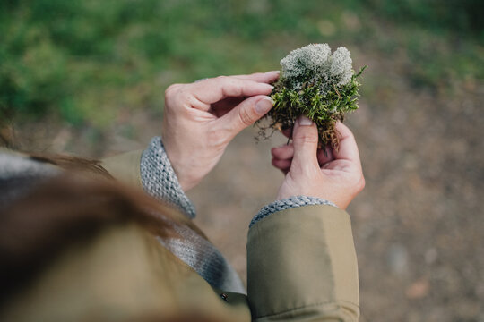 Close-up of woman holding a clump of forest moss in her hands during a woodland walk, highlighting nature study, ecology, plant textures and mindful outdoor exploration.