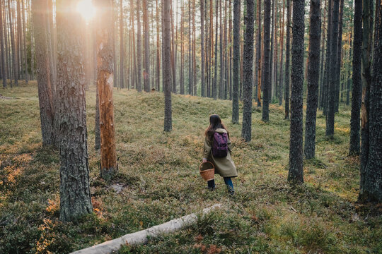Woman walking through a sunlit pine forest with wicker basket and backpack, searching for mushrooms and wild berries while enjoying seasonal foraging and nature exploration.