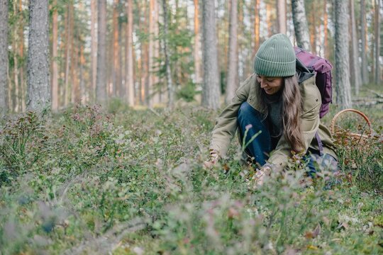 Woman gathering wild berries in a pine forest, illustrating seasonal foraging, berry picking, outdoor recreation and peaceful nature lifestyle.