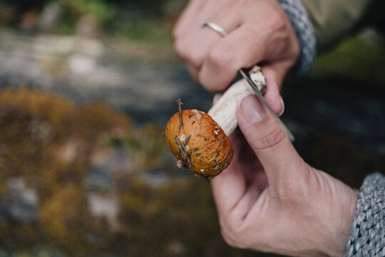 Close-up of woman cleaning a freshly picked wild mushroom with a knife in the forest, illustrating seasonal mushroom foraging, wild food preparation and outdoor lifestyle.