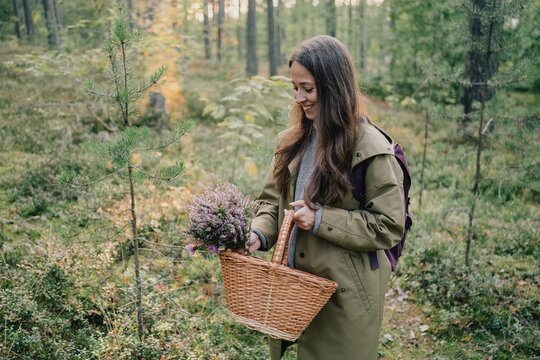 Smiling woman placing blooming common heather into a wicker basket in a woodland, illustrating wildflower gathering, autumn nature, foraging and peaceful outdoor lifestyle.
