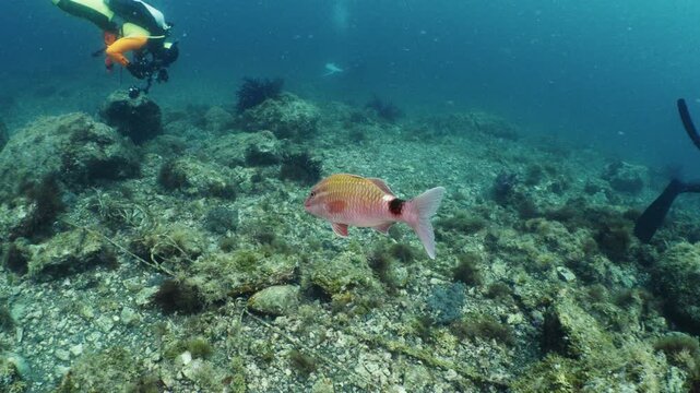 A red fish swimming near the seabed with scuba divers in the background