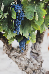 Obraz premium Ripe dark grape clusters growing on old grapevine