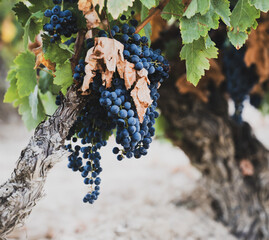 Obraz premium Ripe grape clusters growing on gnarled old grapevine