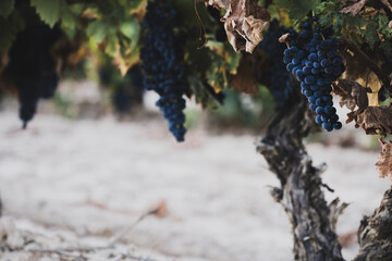 Obraz premium Ripe grape clusters hanging from old vine in vineyard