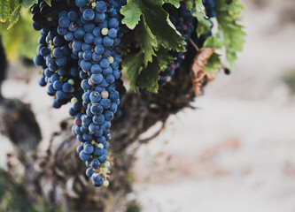 Obraz premium Ripe dark grape cluster hanging from mature grapevine