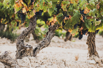 Obraz premium Old grapevines with ripe grapes in Spanish vineyard