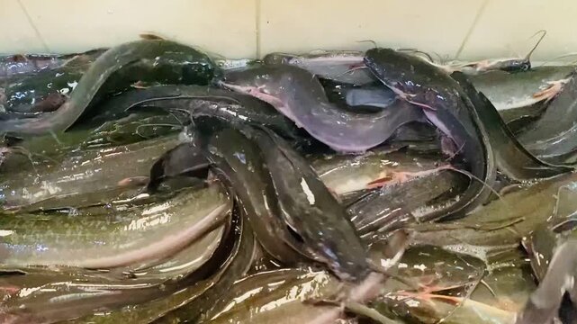 Live catfish swimming inside a glass container at a traditional fish market