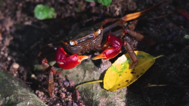 Red-clawed mangrove crab (Chiromantes haematocheir, akategani) crawling among rocks at Shukkeien Garden in Hiroshima, Naka-ku, Chugoku, Honshu, Japan, macro closeup of crustacean, wildlife footage