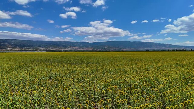 Sunflower Fields and Rural Farmland Landscape