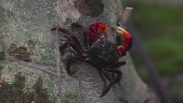 Red-clawed mangrove crab (Chiromantes haematocheir, akategani) crawling among rocks at Shukkeien Garden in Hiroshima, Naka-ku, Chugoku, Honshu, Japan, macro closeup of crustacean, wildlife footage