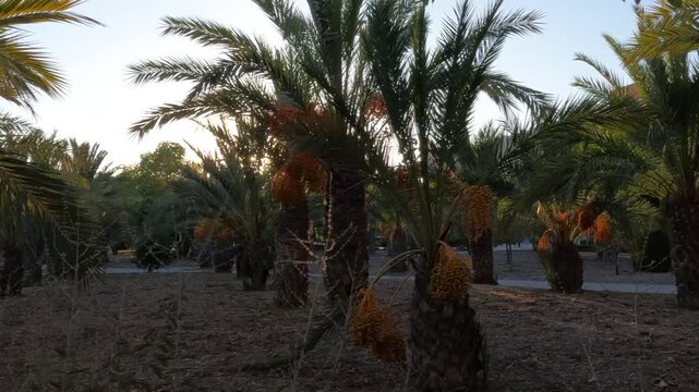 Palmera ciudad de elche alicante espa&ntilde;a