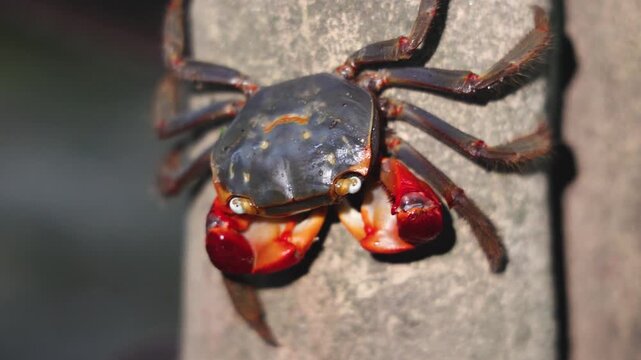 Red-clawed mangrove crab (Chiromantes haematocheir, akategani) crawling among rocks at Shukkeien Garden in Hiroshima, Naka-ku, Chugoku, Honshu, Japan, macro closeup of crustacean, wildlife footage