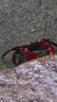 Red-clawed mangrove crab (Chiromantes haematocheir, akategani) crawling among rocks at Shukkeien Garden in Hiroshima, Naka-ku, Chugoku, Honshu, Japan, macro closeup of crustacean, wildlife footage