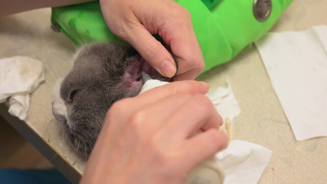 A female vet applies ear mite medication into a British shorthair cats ear for cleaning treatment