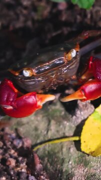 Red-clawed mangrove crab (Chiromantes haematocheir, akategani) crawling among rocks at Shukkeien Garden in Hiroshima, Naka-ku, Chugoku, Honshu, Japan, macro closeup of crustacean, wildlife footage