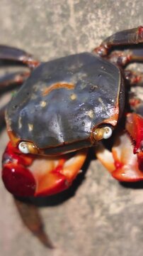 Red-clawed mangrove crab (Chiromantes haematocheir, akategani) crawling among rocks at Shukkeien Garden in Hiroshima, Naka-ku, Chugoku, Honshu, Japan, macro closeup of crustacean, wildlife footage
