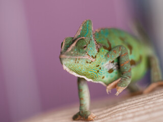 Veiled Chameleon  © Michele