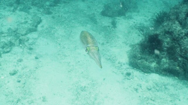 A single bigfin reef squid swimming over white sandy seabed