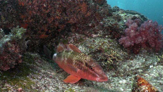 A red fish resting near soft corals and rocky reef