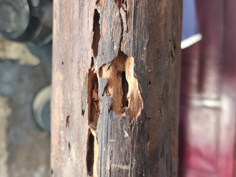 Termite damaged old wooden beam with hollow holes and rotten texture, ideal for pest control service, timber decay, home inspection, material destruction, and carpentry concept photo.