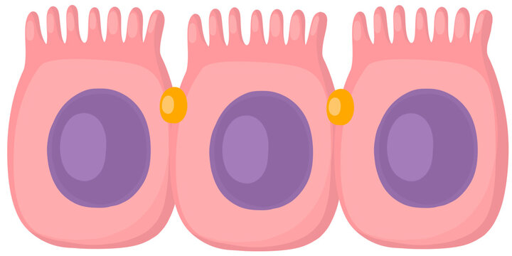 intestine epithelial cells  in smooth organs