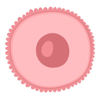 ovary cells or egg cells