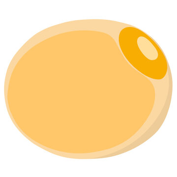 fat cells of human biology